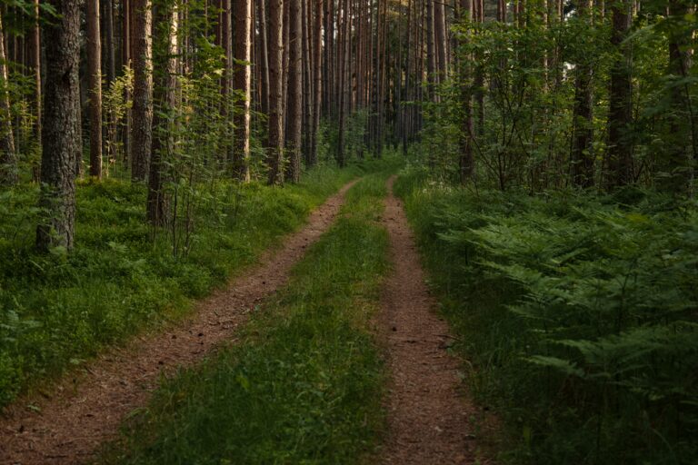 Beginner Guide to Mindful Walking: Steps to Calm and Clarity